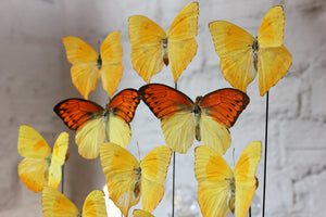 A Large Decorative Dome Cased Exotic Lepidopterists’ Display