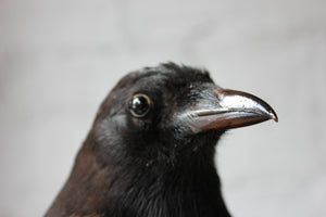 A Good Quality c.1940 Dome Cased Taxidermy Magpie on Ebonised Plinth