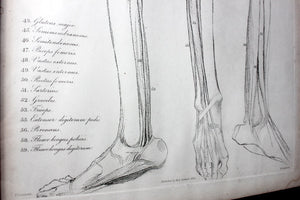 Framed Plate No.19; Anatomical Studies of Bones & Muscles, for the use of Artists; Flaxman/Landseer c.1833