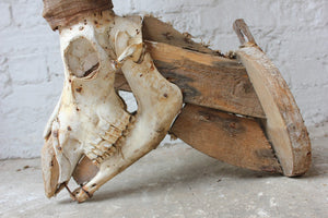 An Imposing Early 20thC Mounted Taxidermy Sable Antelope Skull & Horns