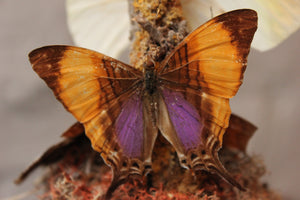 A Beautiful Mid 20thC Dome Cased Lepidopterists' Display