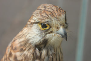 A Fine c.1940 Taxidermy Kestrel in a Glazed Case