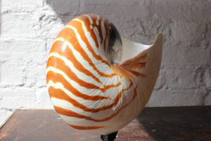 A Superb Early 20thC Mounted Natural History Specimen of a Tiger Nautilus Shell