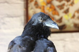 A Striking Taxidermy Carrion Crow Perched on a Horned Sheep Skull