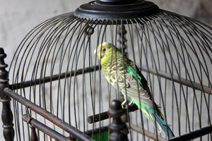 A Wonderful George III Bird Cage Holding a Taxidermy Budgerigar