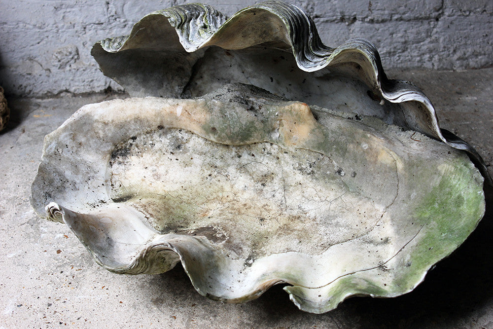 A Fine Pair of Early 20thC Giant Clam Shells – Doe & Hope