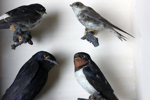 A Wonderful Cased Taxidermy Swallow & Martin Group by Joseph Cullingford of Durham c.1885