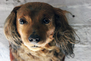 A Very Fine Early 20thC Taxidermy Long Haired Dachshund Mask on a Mahogany Shield