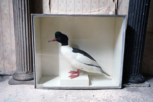 An Edwardian Museum Cased Taxidermy Goosander c.1902, by Robert Duncan of Newcastle