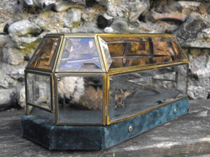 A Very Unusual Taxidermy Cabinet Skin of a Giant Tree Swift Housed in a Sarcophagus Glass Case