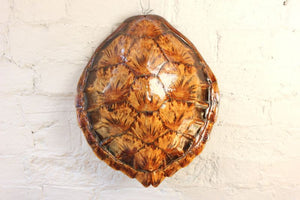 A Fine Early 20thC Antique Loggerhead Turtle Shell