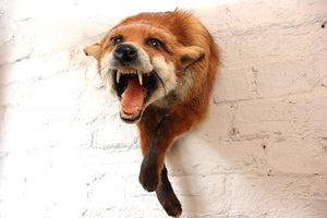 A Good Quality Open Mounted Mid 20thC Taxidermy Fox Mask & Forequarters