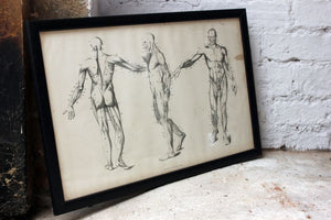 Framed Plate No.2; Anatomical Studies of Bones & Muscles, for the use of Artists; Flaxman/Landseer c.1833