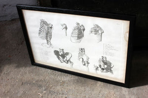 Framed Plate No.4; Anatomical Studies of Bones & Muscles, for the use of Artists; Flaxman/Landseer c.1833