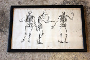 Framed Plate No.1; Anatomical Studies of Bones & Muscles, for the use of Artists; Flaxman/Landseer c.1833