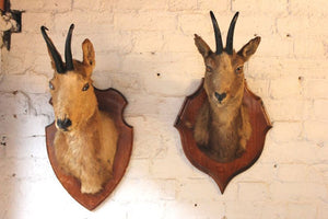 A Terrific Pair of Early 20thC Mounted Taxidermy Chamois