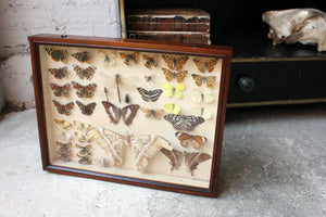 A Good c.1940s Framed Entomology Collection