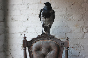 A Fine Contemporary Taxidermy Hooded Crow on a Victorian c.1880 Chair