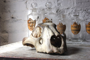 A Good Large Upper Section of a 19thC Male Lion’s Skull