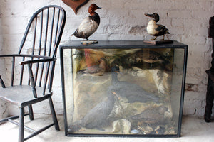 A Large & Fine 19thC Taxidermy Ornithological Quintet Group of Cormorants & Gulls