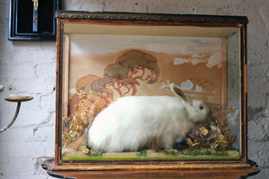 An Unusual Early 20thC Taxidermy Albino Rabbit in a Fantastical Glazed Display Case