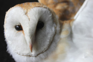 A Very Fine Contemporary Taxidermy Barn Owl Mounted in Flight