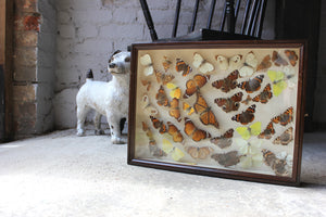 A Beautiful c.1900 Mahogany Cased Lepidopterists’ Collection