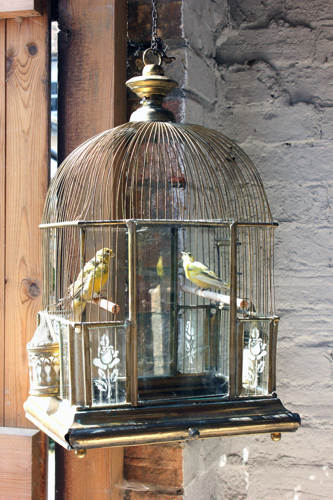 Victorian Bird Cages - Presented by