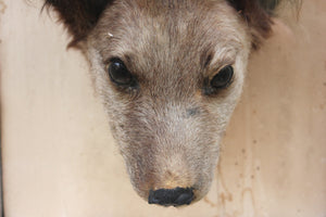 An Early 20thC Taxidermy Terrier Mask in a Glazed Display Case