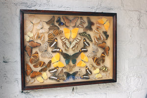 An Attractive c.1900 Mahogany Cased Lepidopterists’ Collection