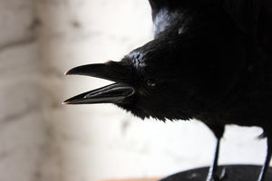 A Fine Contemporary Taxidermy Crow Mounted on an Edwardian Period Top Hat