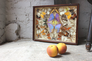 A Pretty c.1900 Mahogany Cased Lepidopterists’ Collection