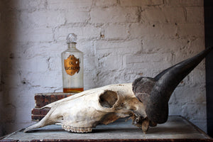 A Good Early 20thC Taxidermy Water Buffalo Skull & Horns