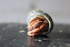 A Mid 20thC Preserved Hermit Crab