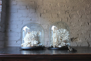 A Fine Pair of Large Dome Cased c.1870s Preserved Acropora Coral Specimens