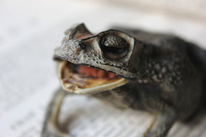 A Large Mid 20thC Taxidermy Adult Cane Toad