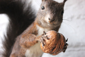 A Wall Mountable Mid 20thC Continental Taxidermy Black Squirrel