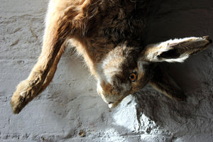 A Fine Contemporary Taxidermy Hare, Hung as Dead Game