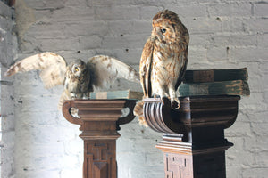 A Pair of Early 20thC Taxidermy Owls Mounted on a Pair of Carved Oak Newel Posts