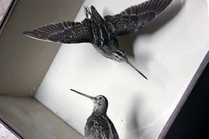 A Museum Cased Taxidermy Pair of European Snipes by Joseph Cullingford of Durham 1898