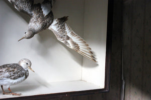 A Museum Cased Taxidermy Pair of Turnstones by Joseph Cullingford of Durham 1898/99