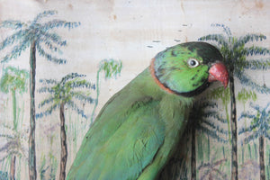 A Wonderful c.1900 Cased Taxidermy Ring-Necked Parakeet & Black Eared Wheatear by W.C. Shelbrooke