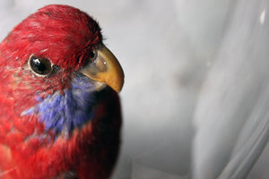 A Fine 20thC Dome Cased Taxidermy Specimen of a Crimson Rosella