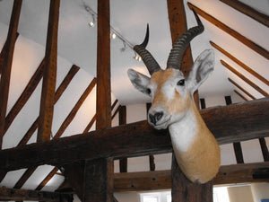 A Taxidermy Head of an Impala