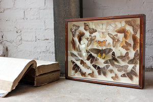 A Gorgeous c.1900 Mahogany Cased Lepidopterists’ Collection