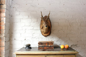 A Charming Mid 20thC Taxidermy Roe Deer Buck Head Mount on Shield