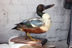 A Dandy Pair of c.1940 Taxidermy Ducks