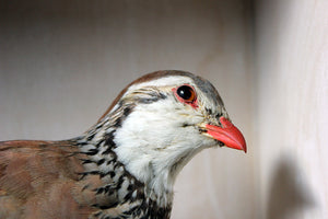 A Wonderful Museum Cased Taxidermy French Partridge c.1865-85, attributed to R.Duncan of Newcastle Upon Tyne