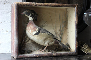 An Attractive Mid 19thC Cased Taxidermy Wood Duck